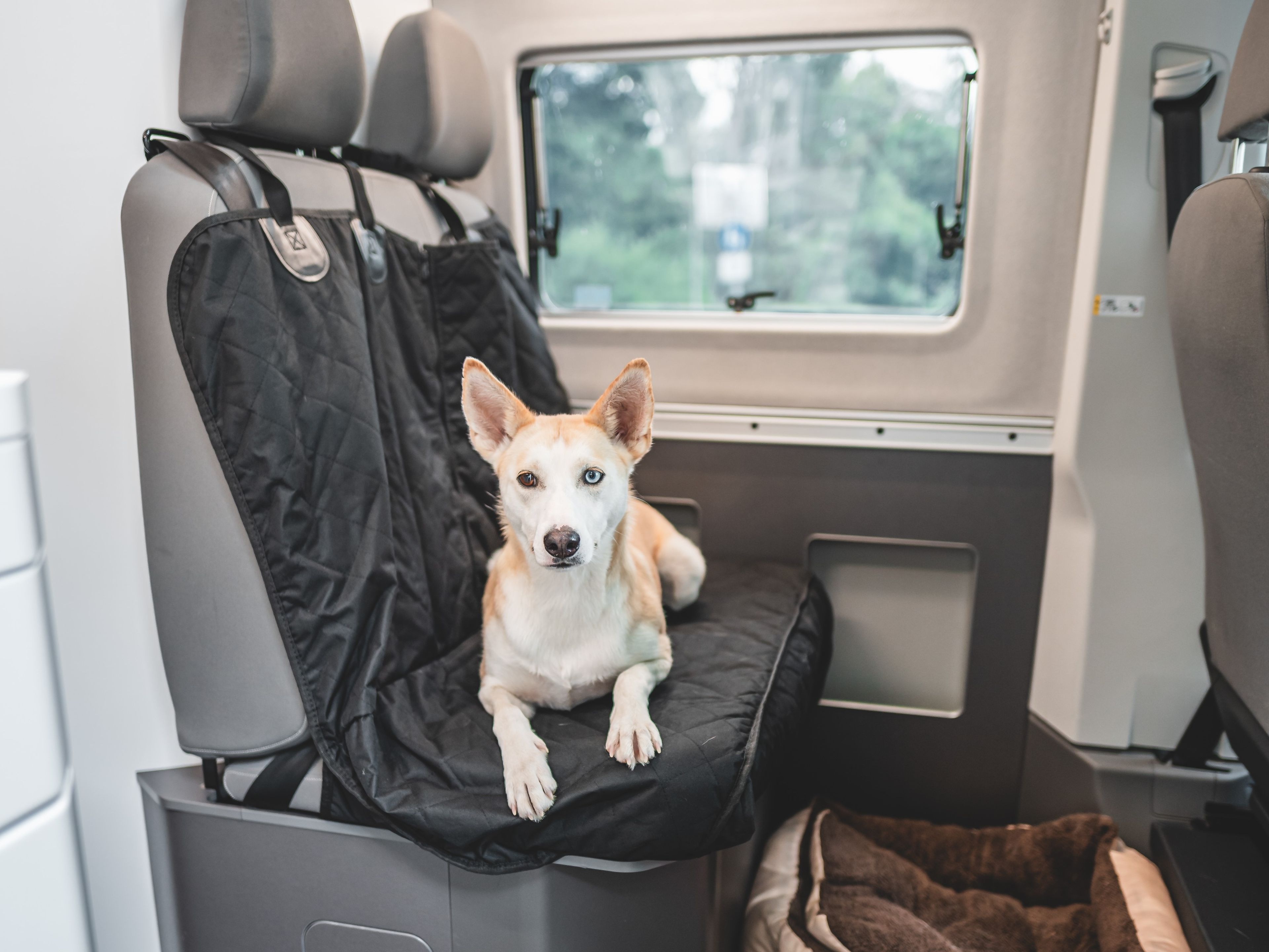 Hund liegt auf Schutz für die Sitze in VW Grand California