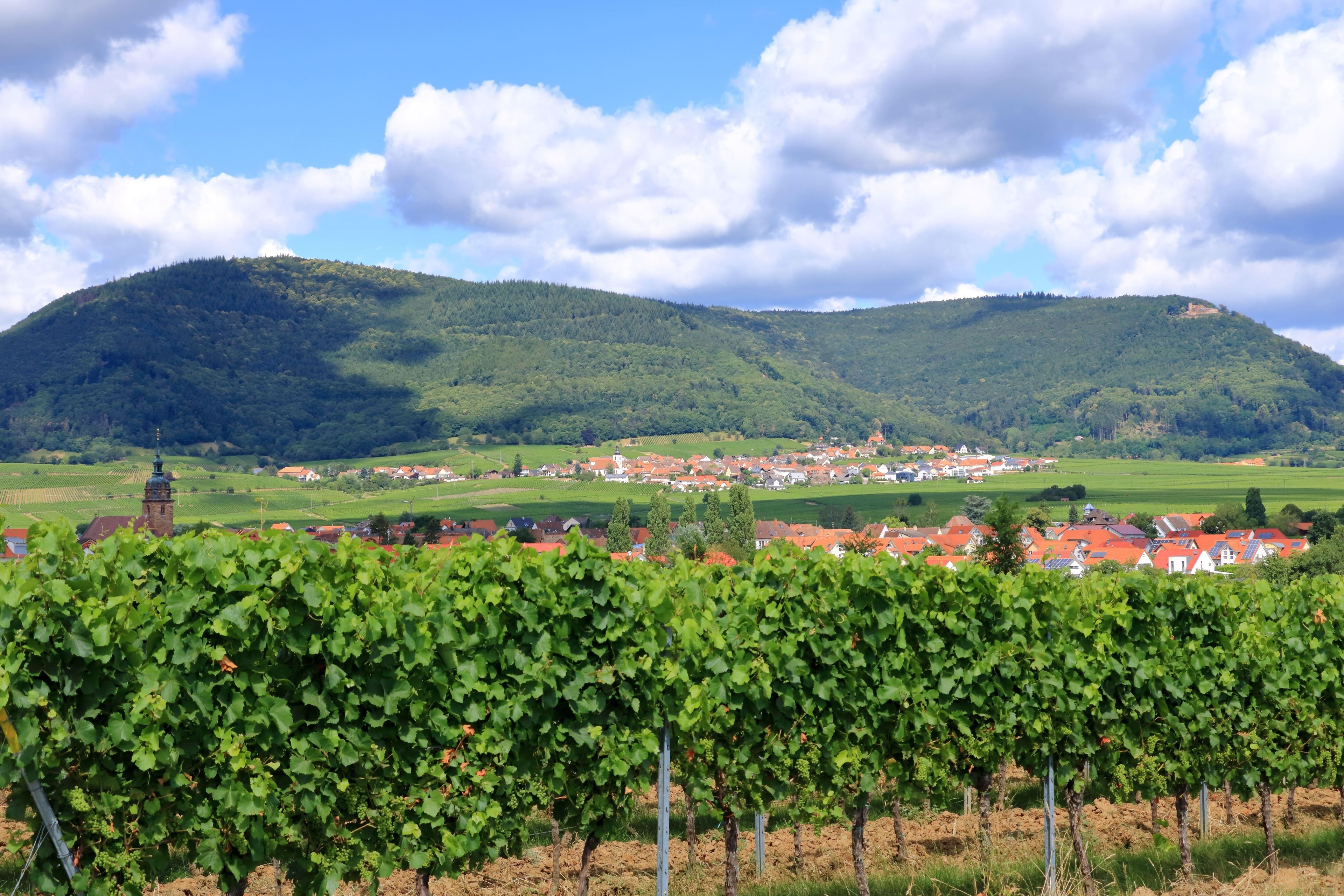 villaggio tra i vigneti della strada del vino tedesca