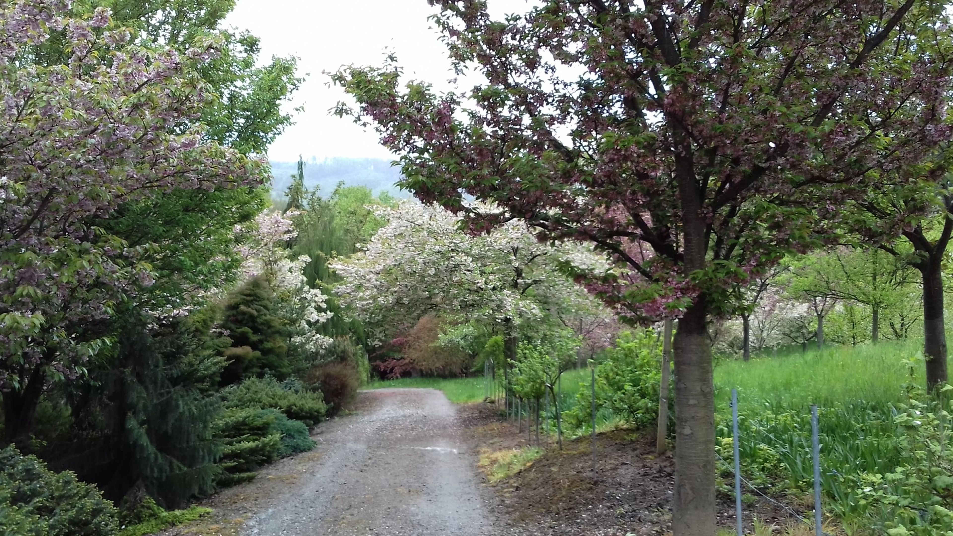 Foto: FB Arboretum Šmelcovna