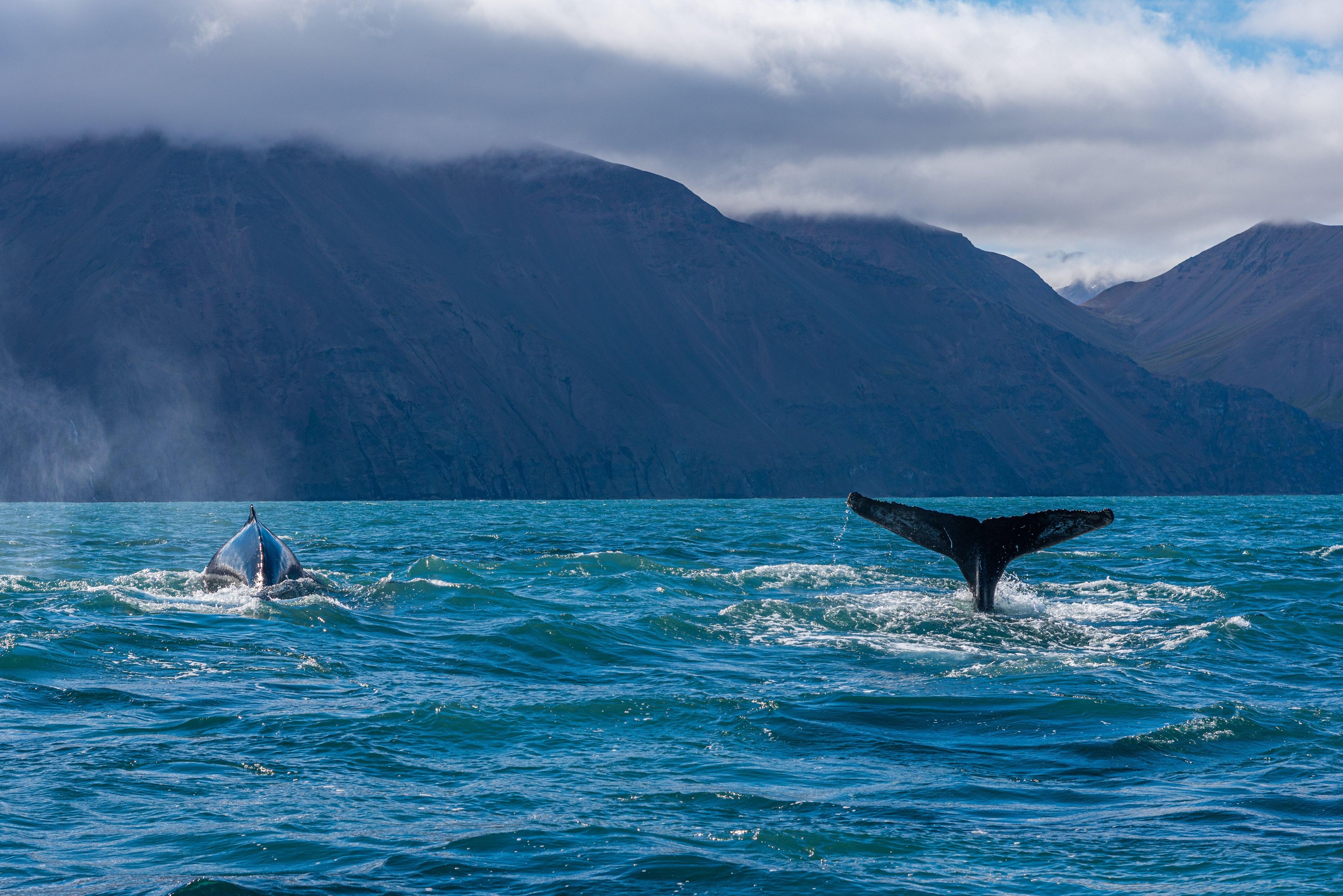 Two humpback whales dive off a mountainous coast.