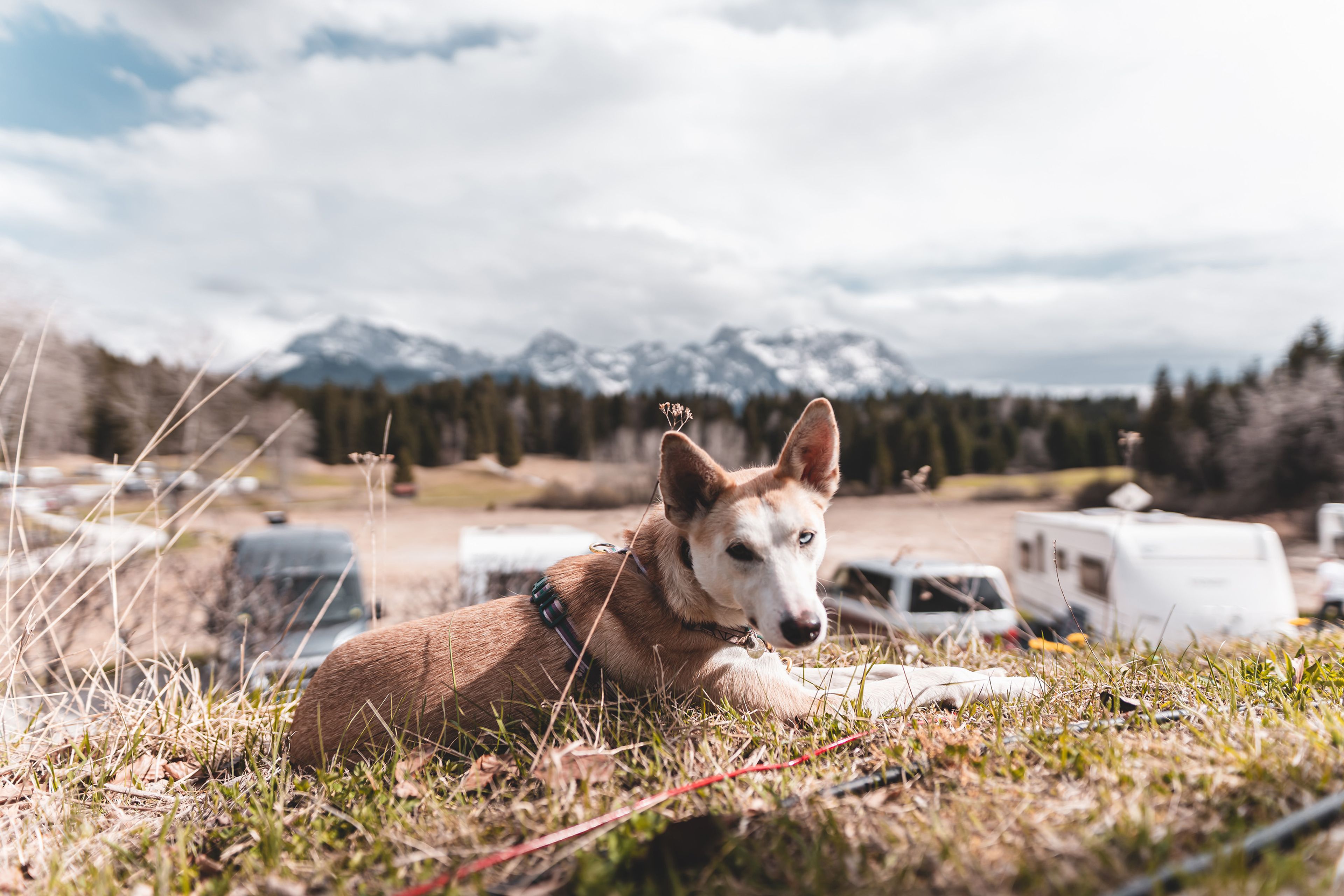 Camping mit deinem Hund gibt dir einen Zugang zur Natur