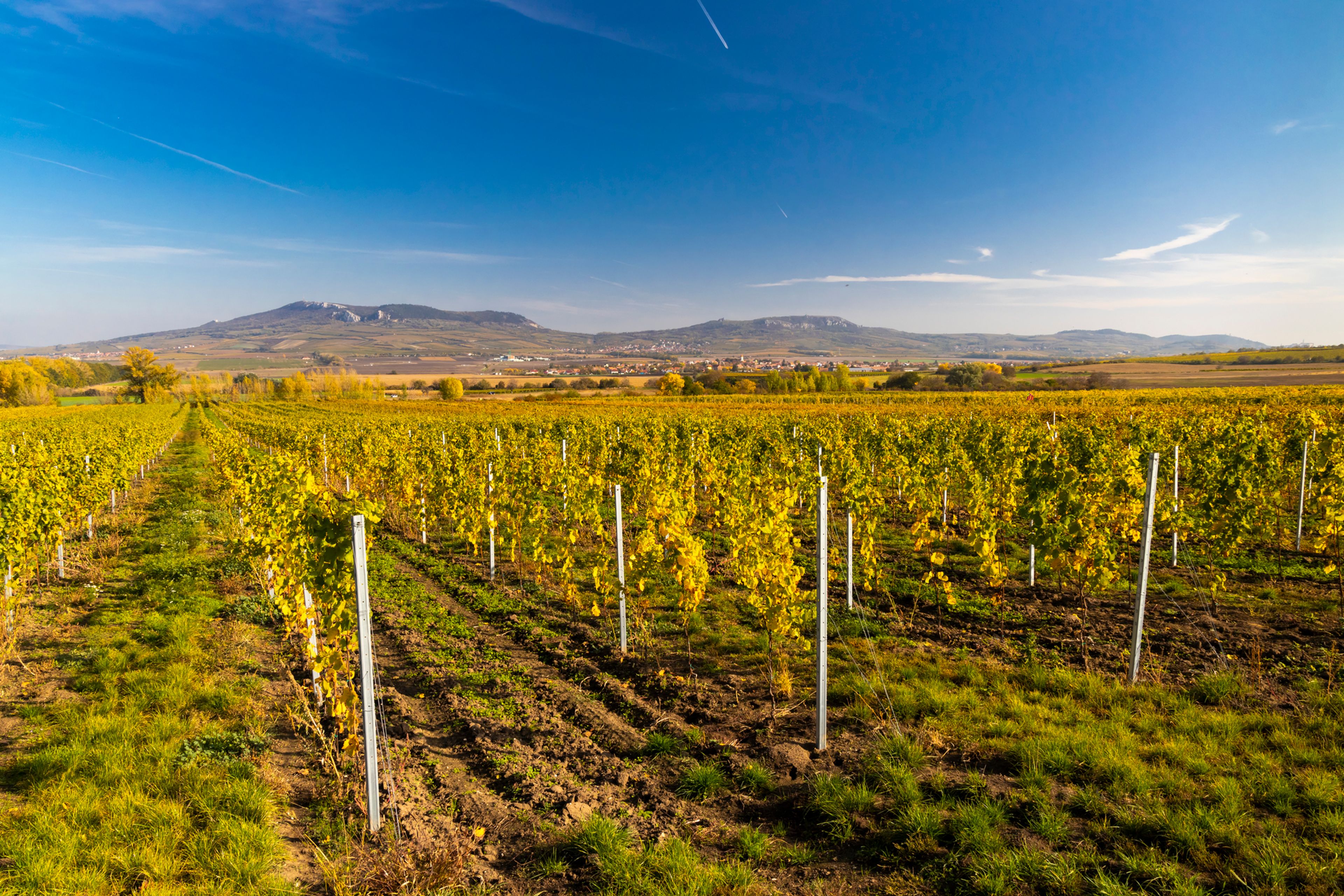 Karavanem za vínem: Přehled vinobraní v ČR