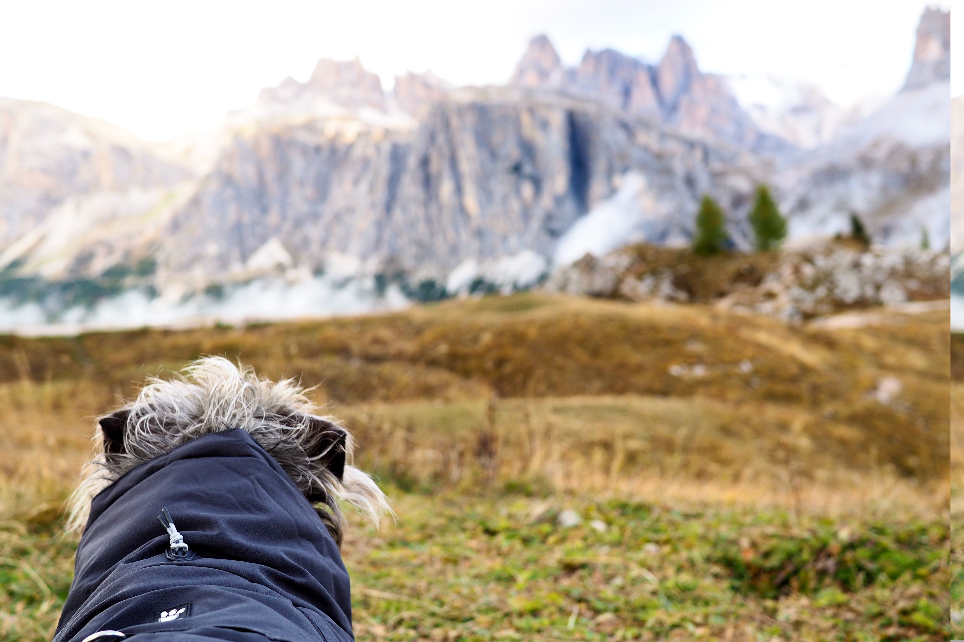 a dog on a camping and hiking trip looking at the dreamy mountain range of the Dolomites