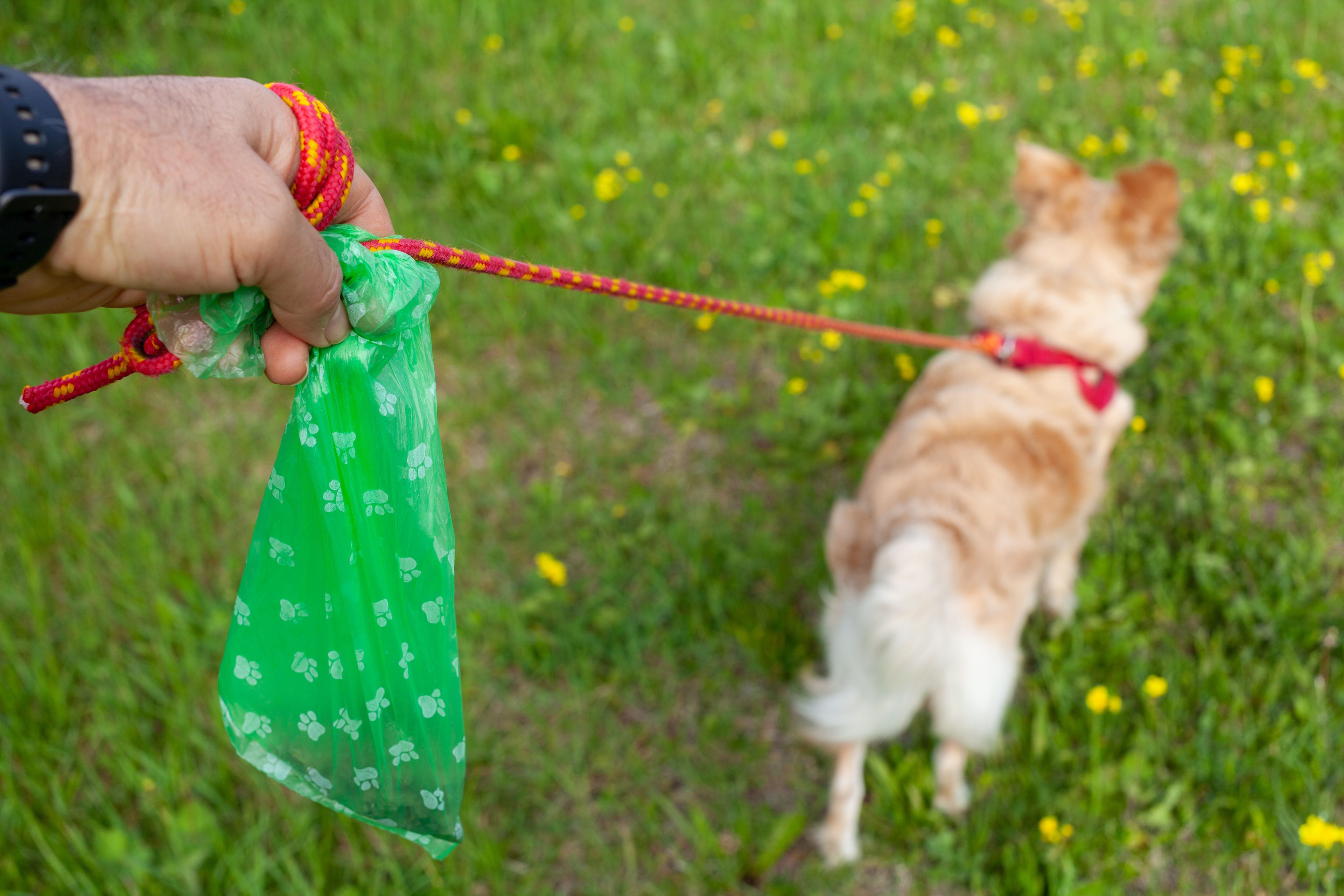 The ideal dog poop bags to take camping