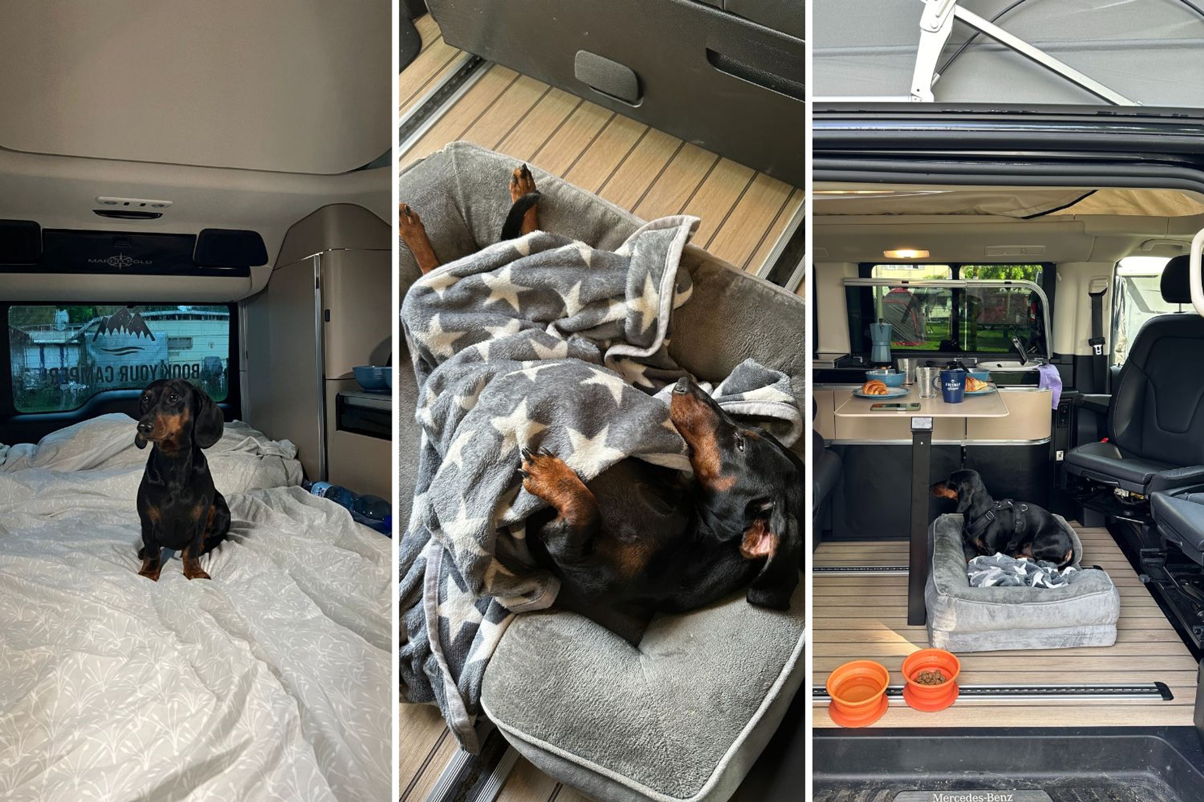 Dachshund Mando im gemütlichen Camper- und Hundebett