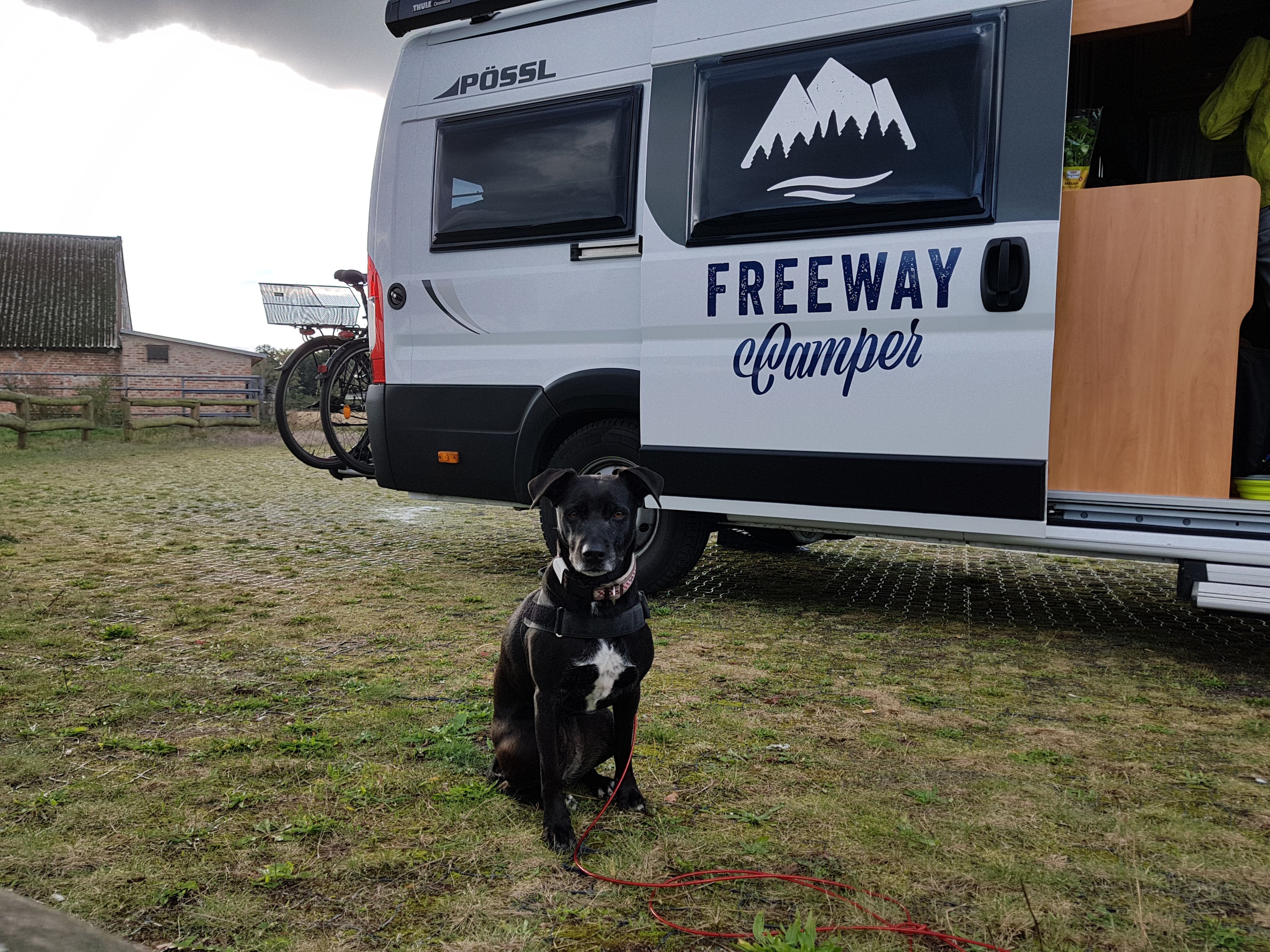 Renting a camper van with your dog is easy and fun