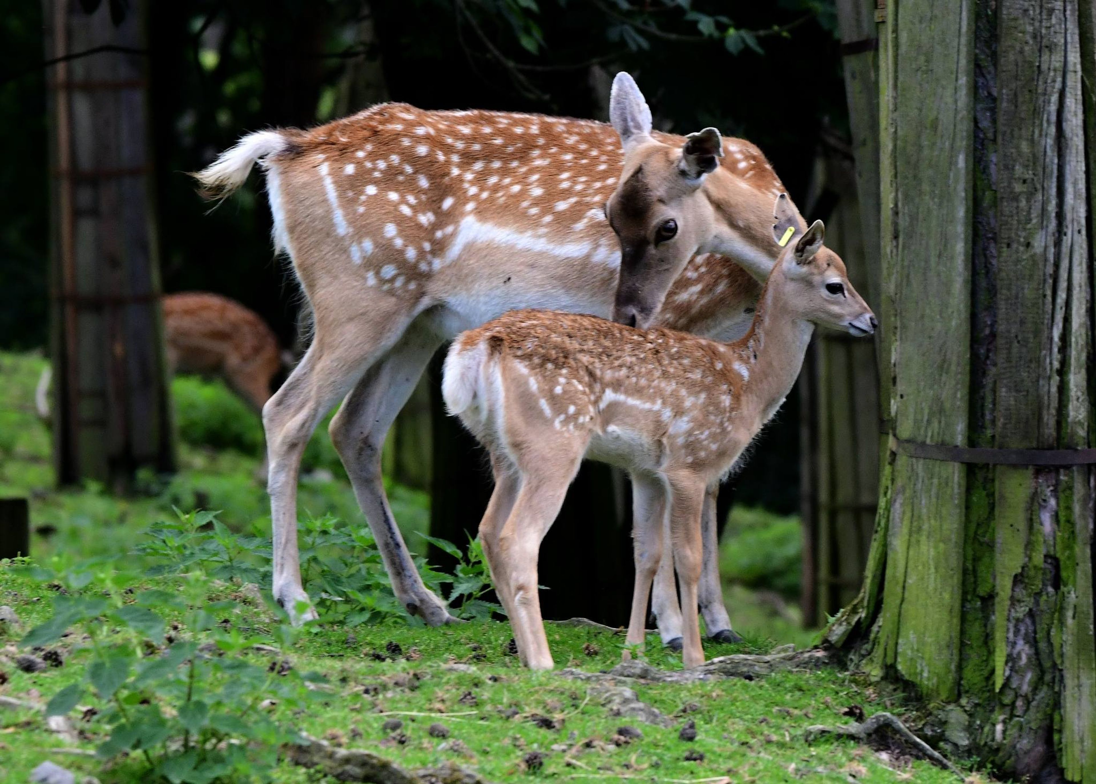 Foto: Zoo Olomouc, úvodní foto také Zoo Olomouc