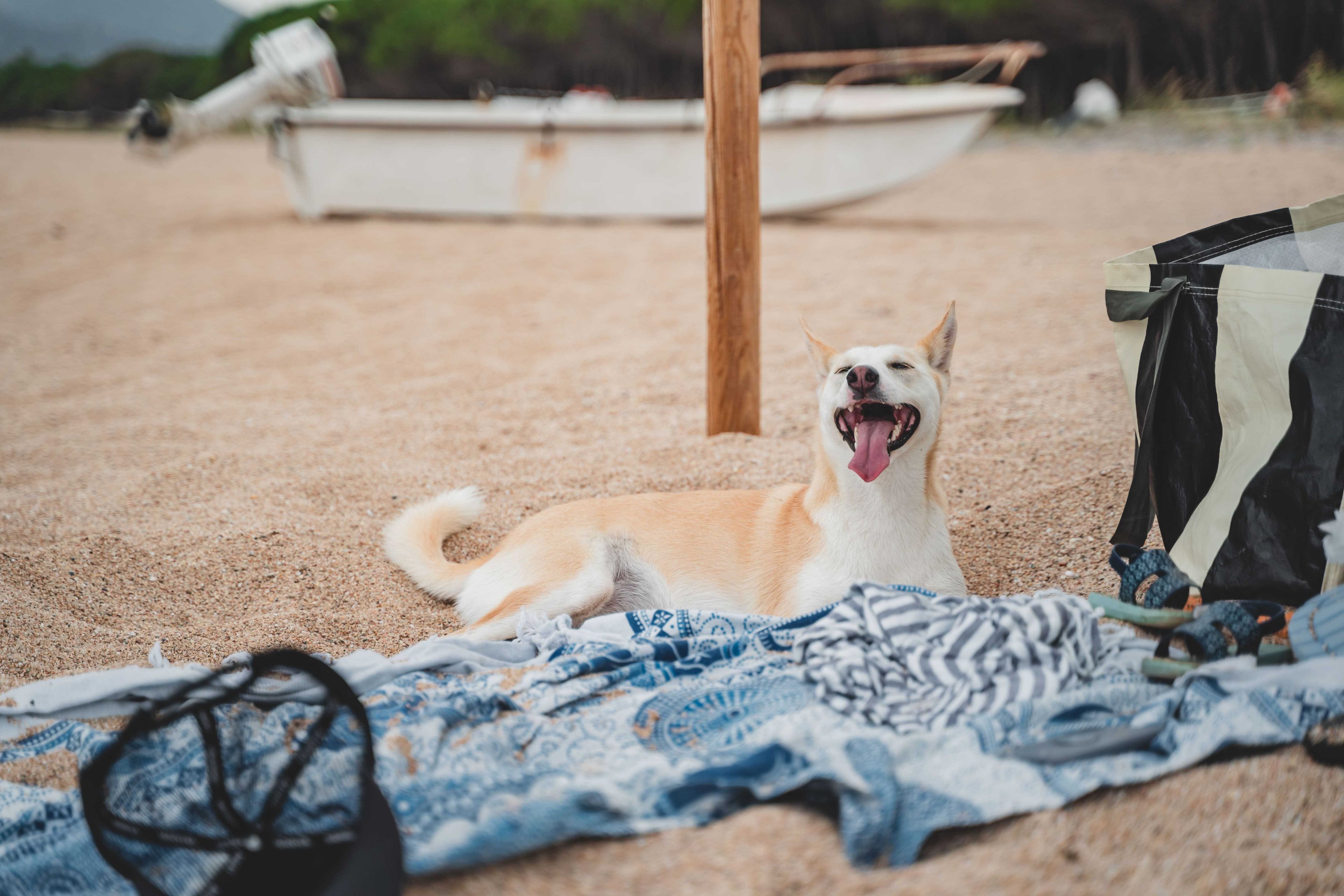 Glücklicher Hund liegt am Strand