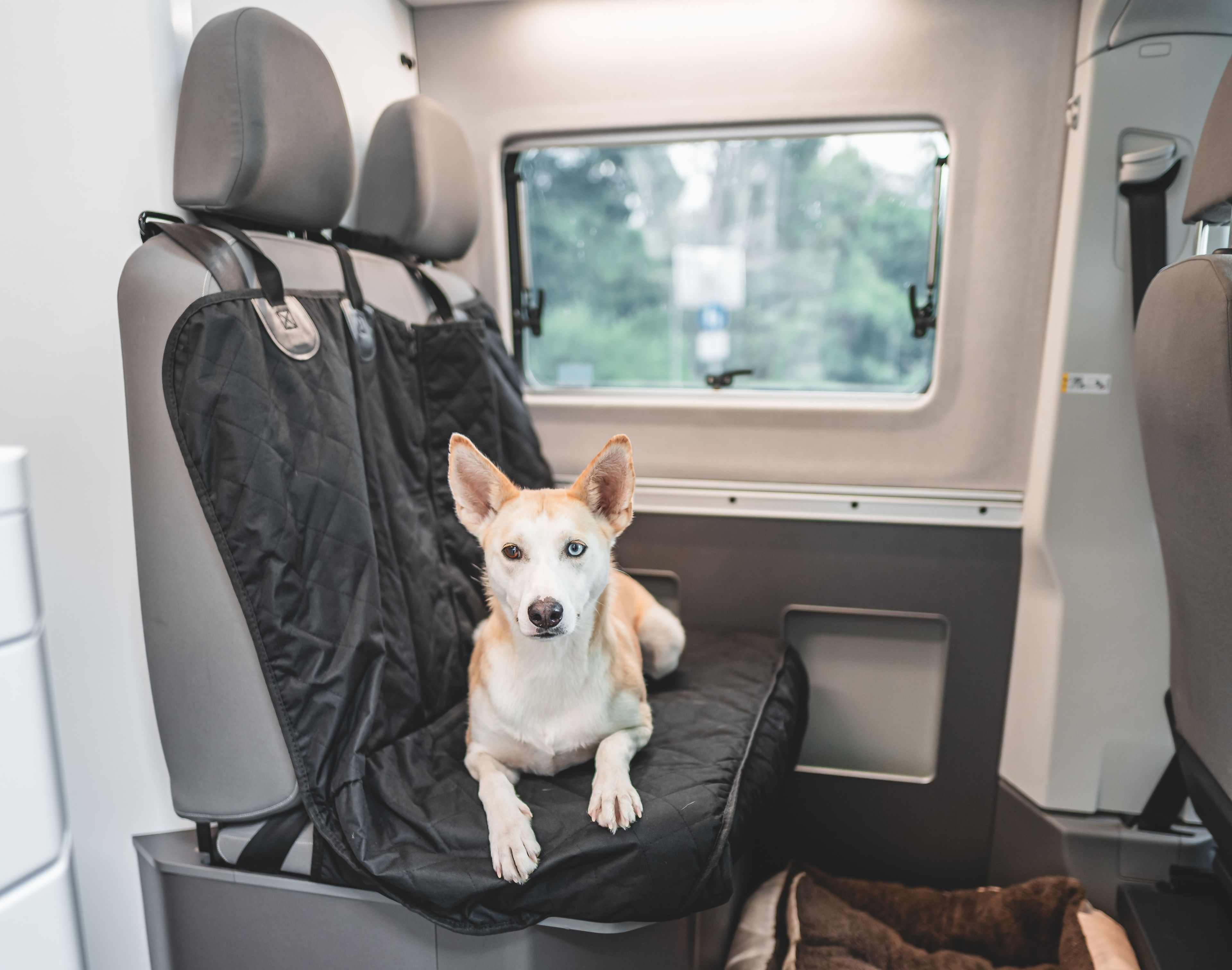 Dog on seat covers in VW Grand California