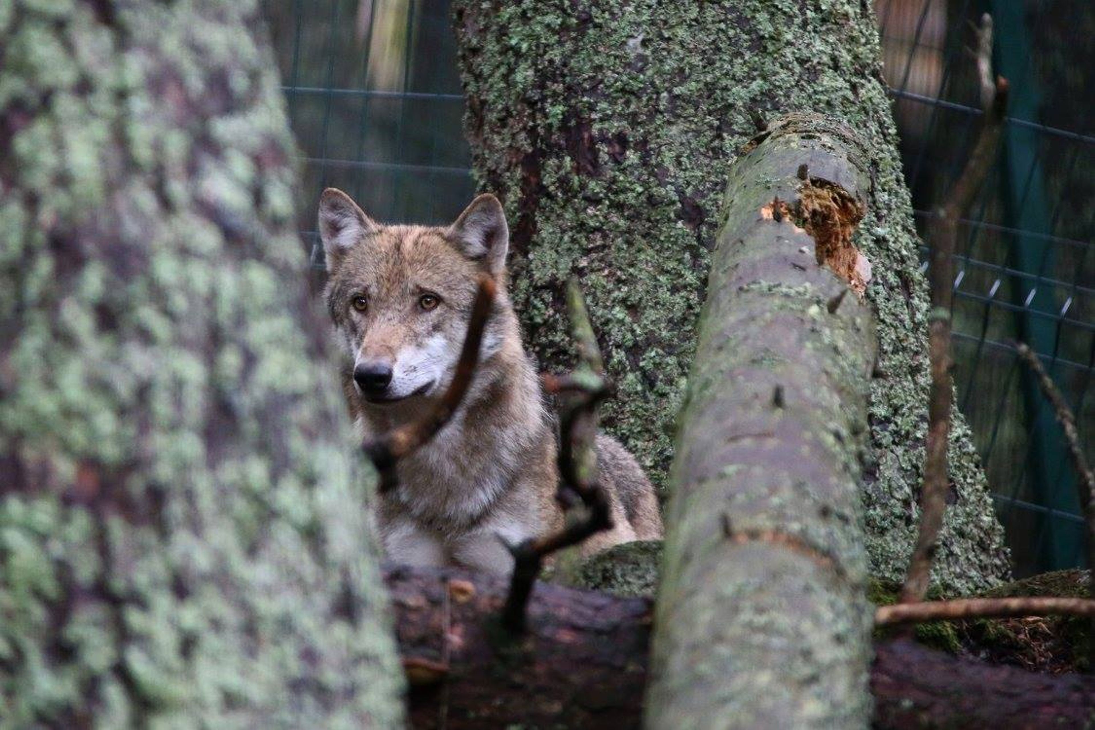 Foto: FB NP Šumava