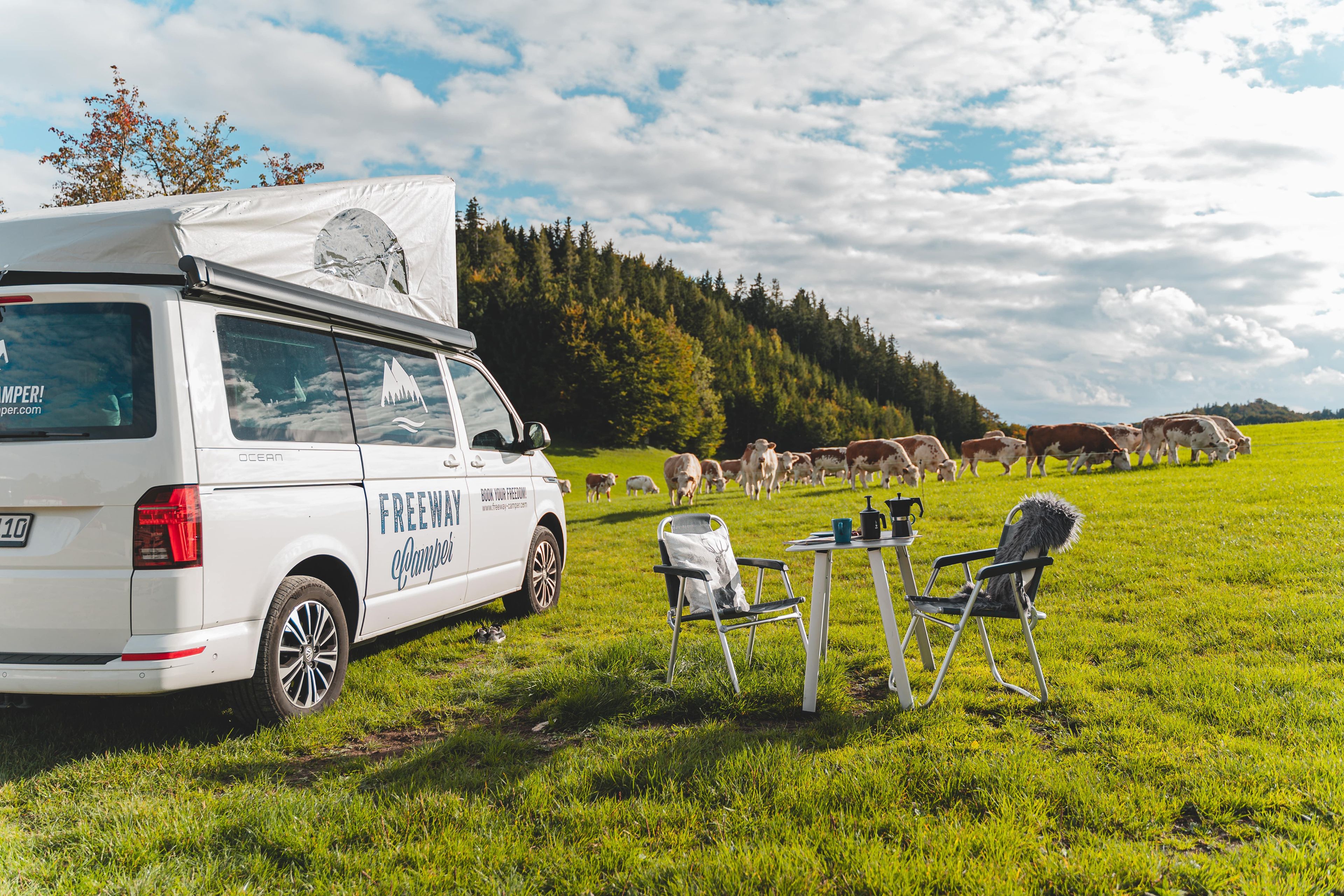 Bulli with open awning on green meadow next to cows