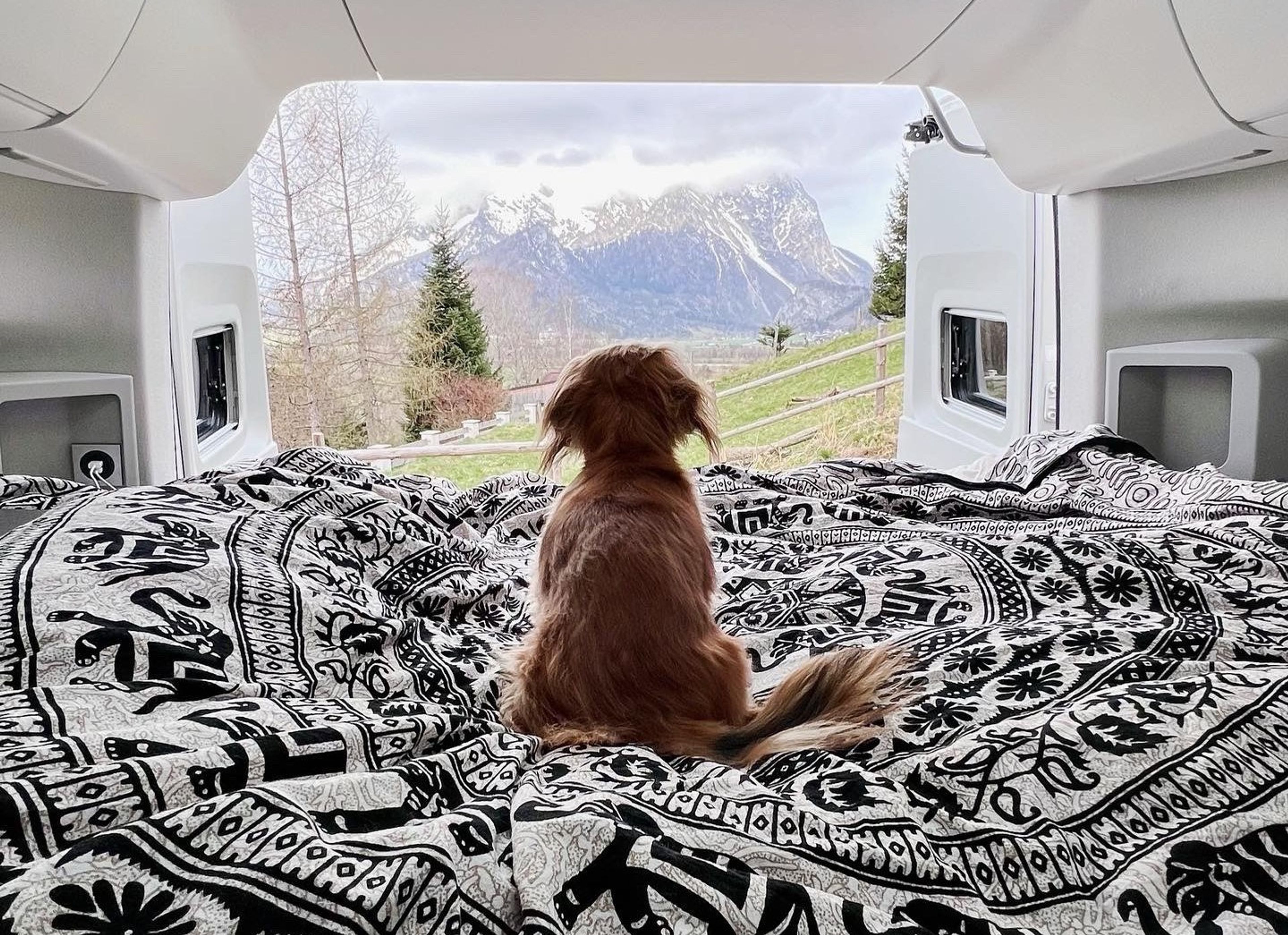 Hund sitzt auf Decke im Bett des VW Grand California und genießt die Aussicht