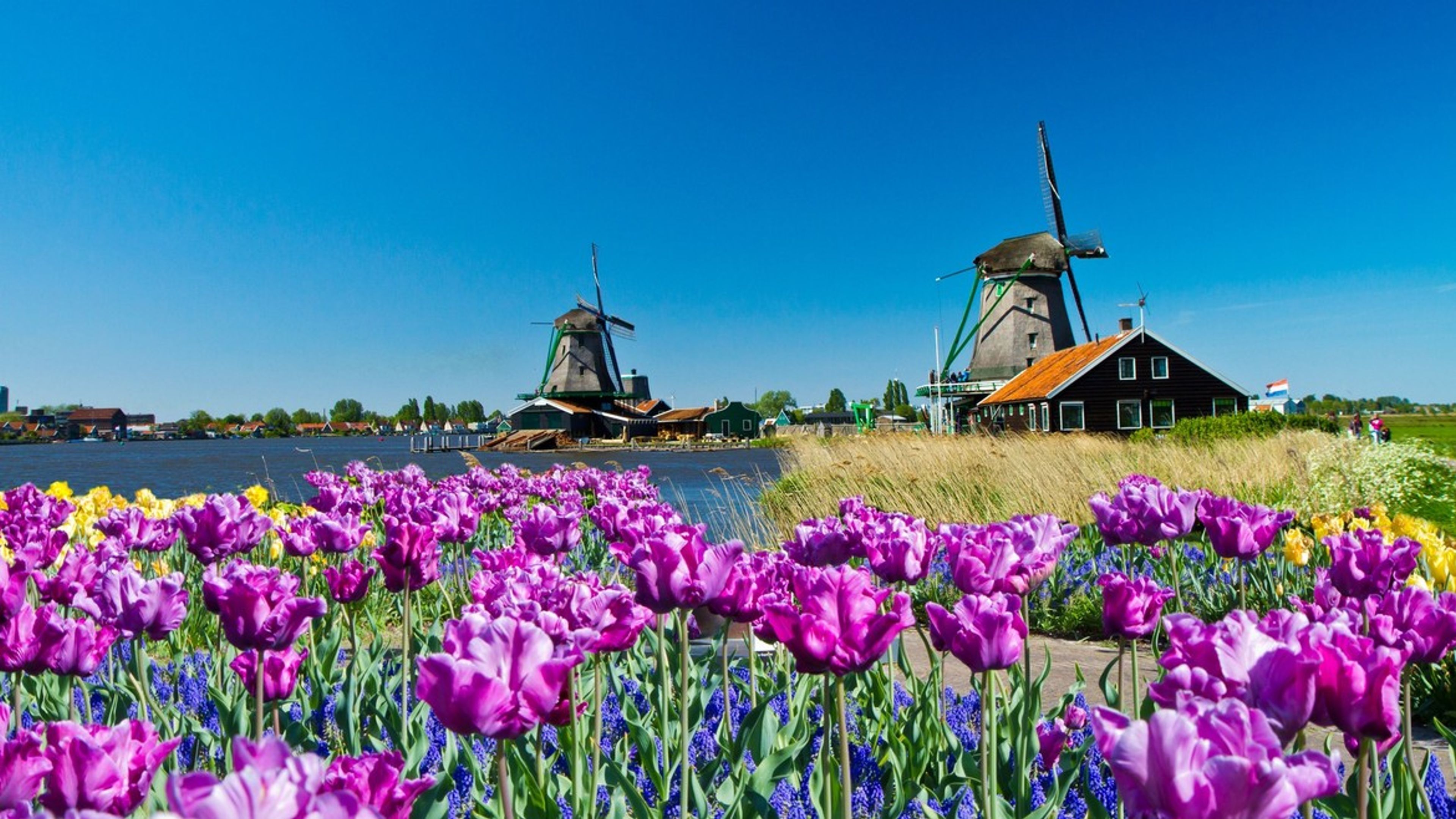 Tradiční holandská krajina - větrné mlýny a tulipány.