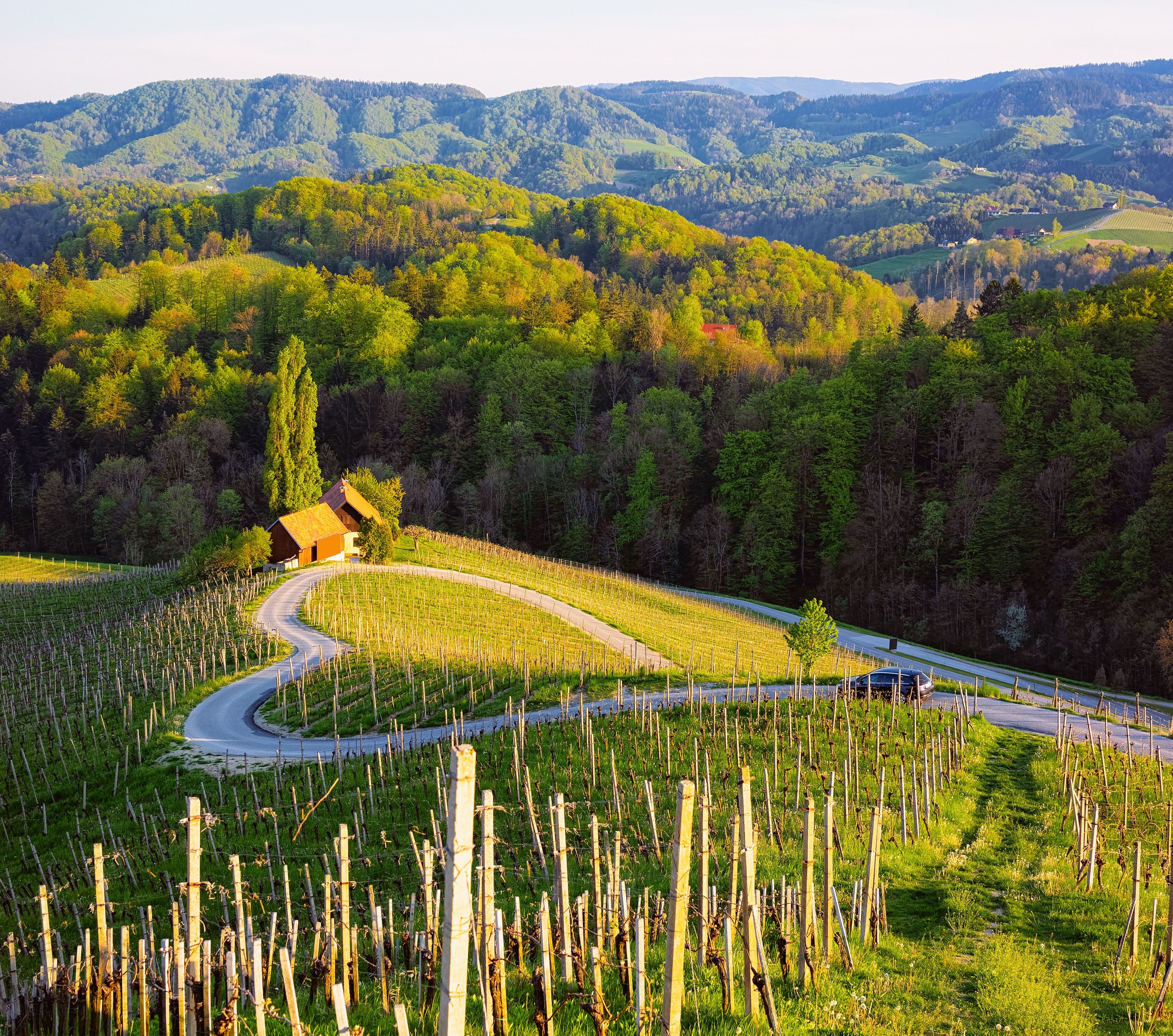 famosa strada del vino tra i vigneti in slovenia